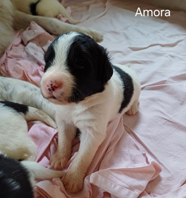 20240114 Amora