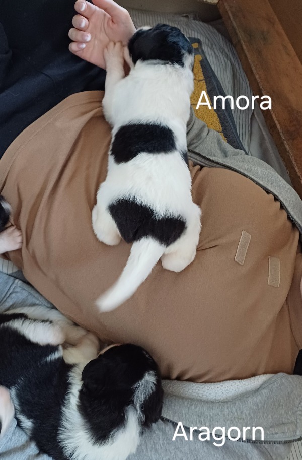 20240116 Aragorn Amora