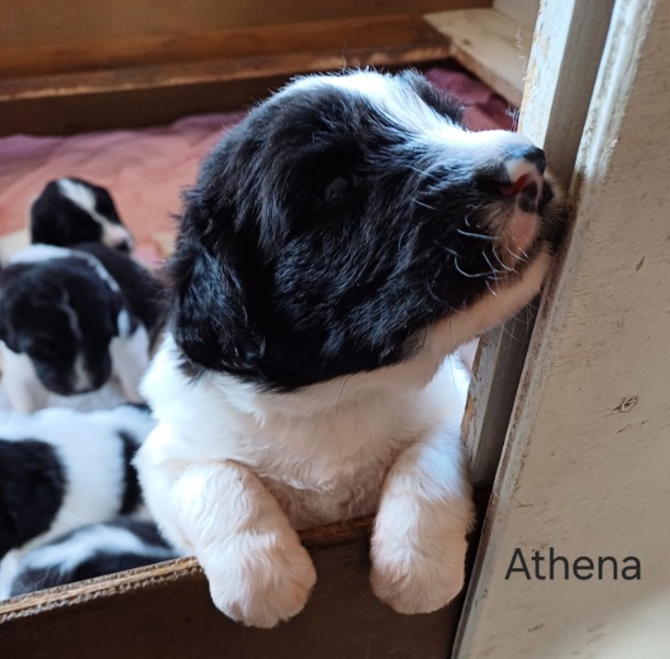 20240120 Athena