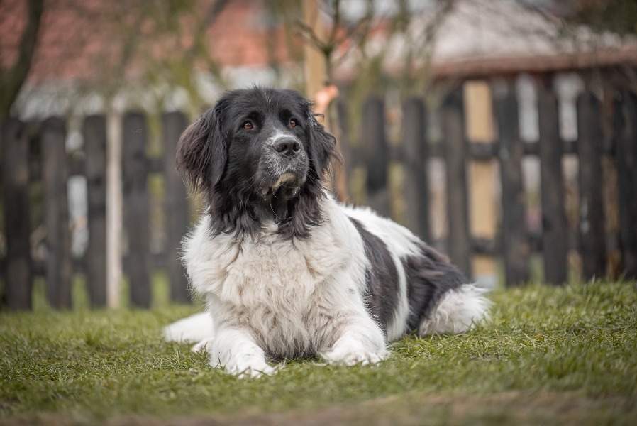 DSC 1459 Ronja